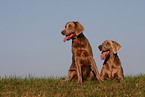 Weimaraner