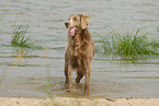 badender Langhaarweimaraner