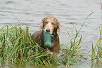 badender Langhaarweimaraner