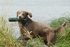 badender Langhaarweimaraner