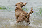 Langhaarweimaraner