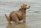 Langhaarweimaraner