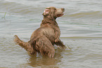 badender Langhaarweimaraner