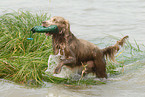 badender Langhaarweimaraner