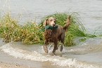 badender Langhaarweimaraner