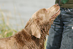 Langhaarweimaraner