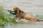 badender Langhaarweimaraner