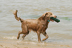 badender Langhaarweimaraner