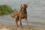 badender Langhaarweimaraner