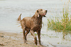 Langhaarweimaraner