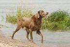 Langhaarweimaraner