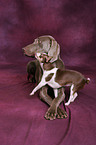 Weimaraner und Chihuhua