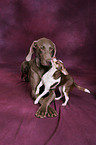 Weimaraner und Chihuhua