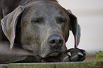 Weimaraner Portrait