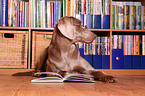 Weimaraner mit Buch