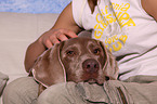 Weimaraner wird gestreichelt