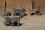 Weimaraner Welpen