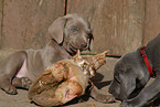 Weimaraner Welpen