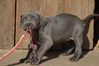 Weimaraner Welpe