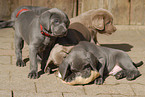 Weimaraner Welpen