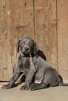 Weimaraner Welpe