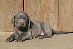 Weimaraner Welpe