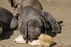 Weimaraner Welpe