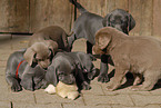 Weimaraner Welpen