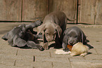 Weimaraner Welpen