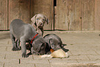 Weimaraner Welpen