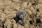 Weimaraner Welpe