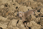 Weimaraner Welpe