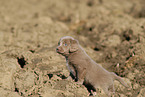 Weimaraner Welpe