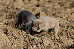 Weimaraner Welpen