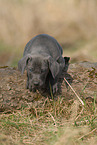 Weimaraner Welpe