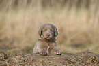 Weimaraner Welpe