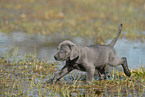 Weimaraner Welpe