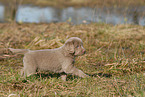 Weimaraner Welpe