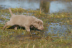 Weimaraner Welpe