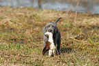 Weimaraner Welpe