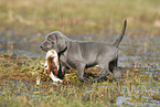 Weimaraner Welpe