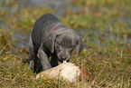 Weimaraner Welpe