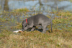 Weimaraner Welpe