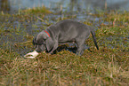 Weimaraner Welpe