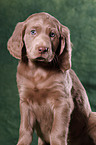 Weimaraner Welpe