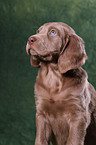 Weimaraner Welpe