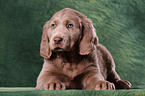 Weimaraner Welpe