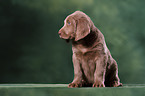 Weimaraner Welpe