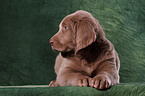 Weimaraner Welpe