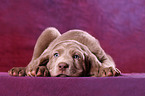 Weimaraner Welpe